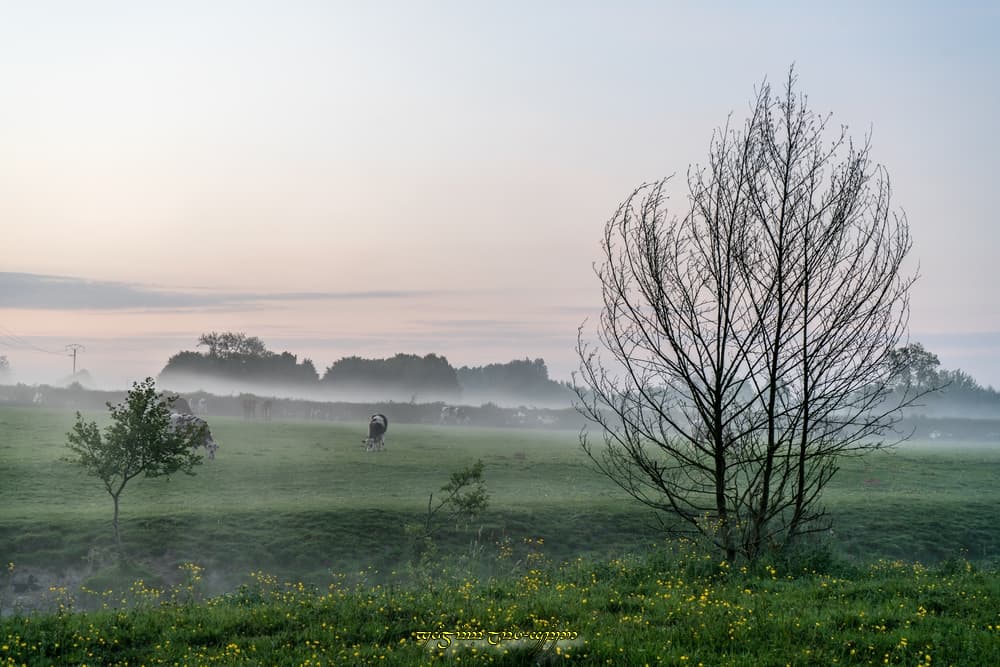 Brume potamophile