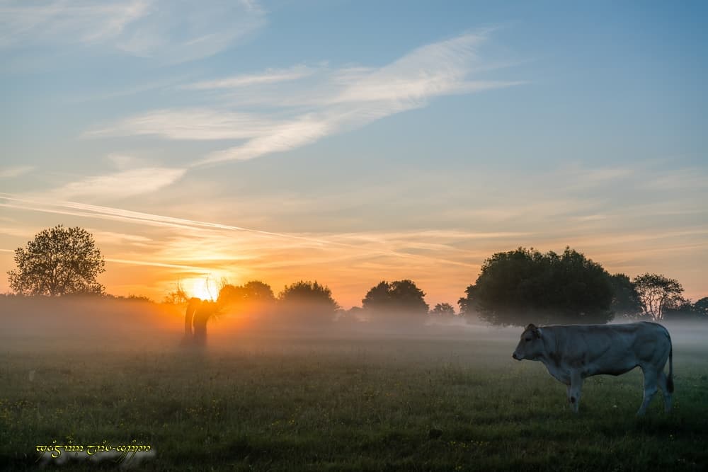Brume et bovidé