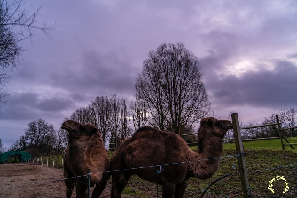 Adaptation climatique