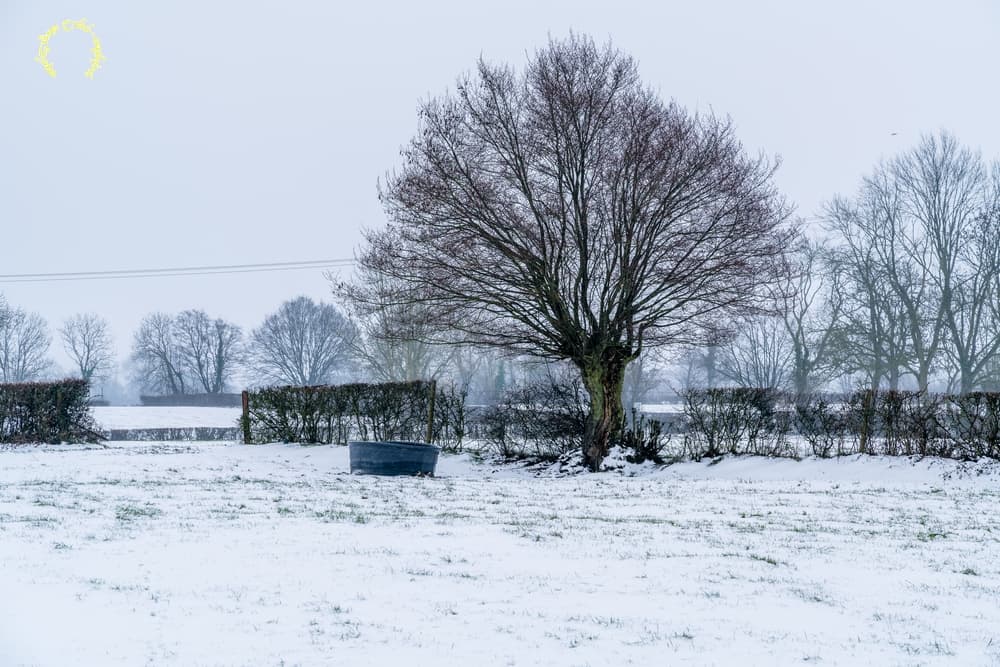 Bocage encore blanchi