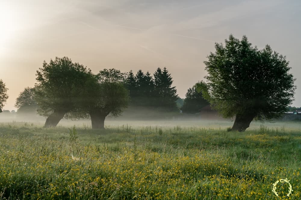 Têtards dans la brume