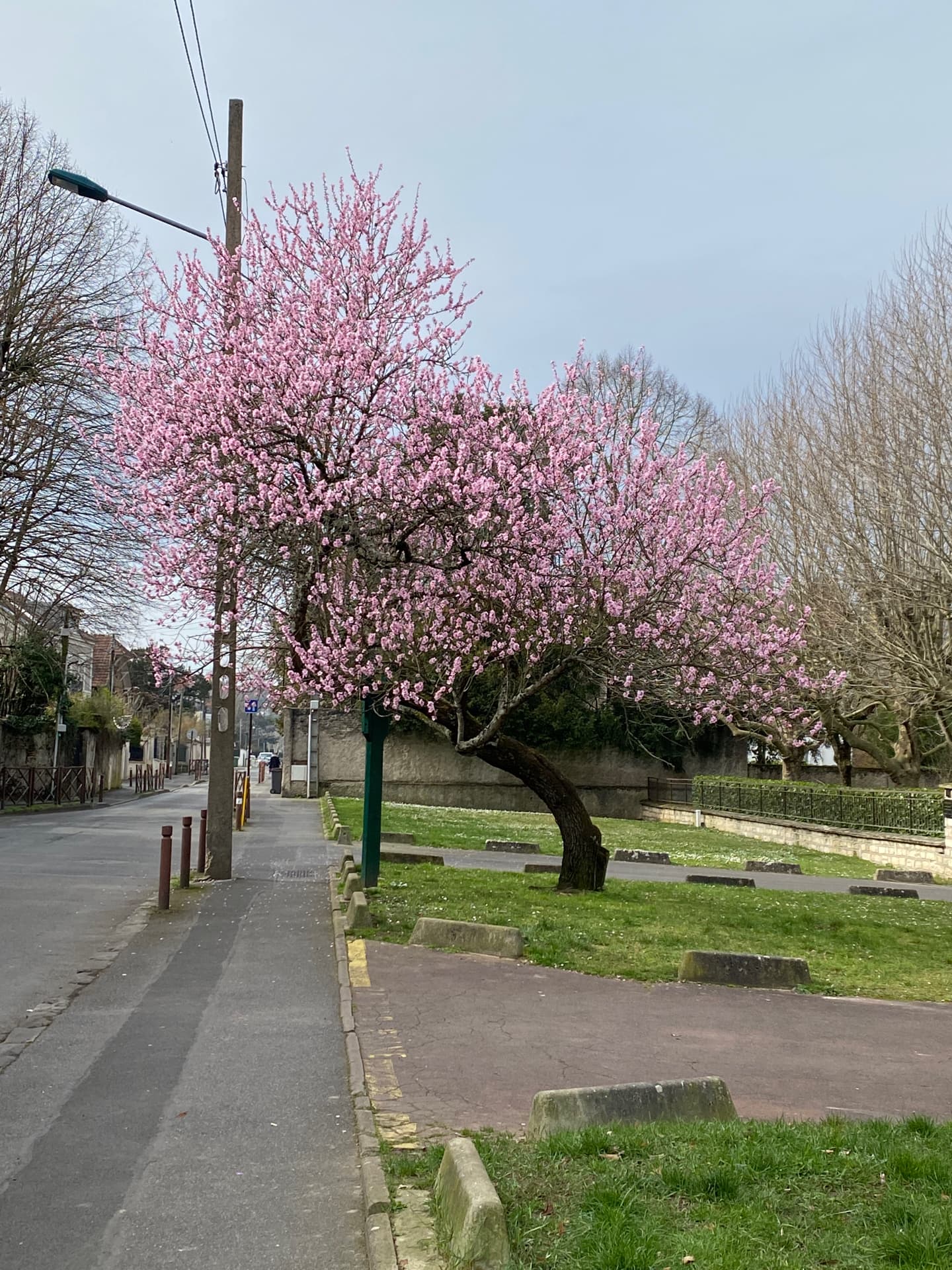 amandier-pecher-en-fleurs