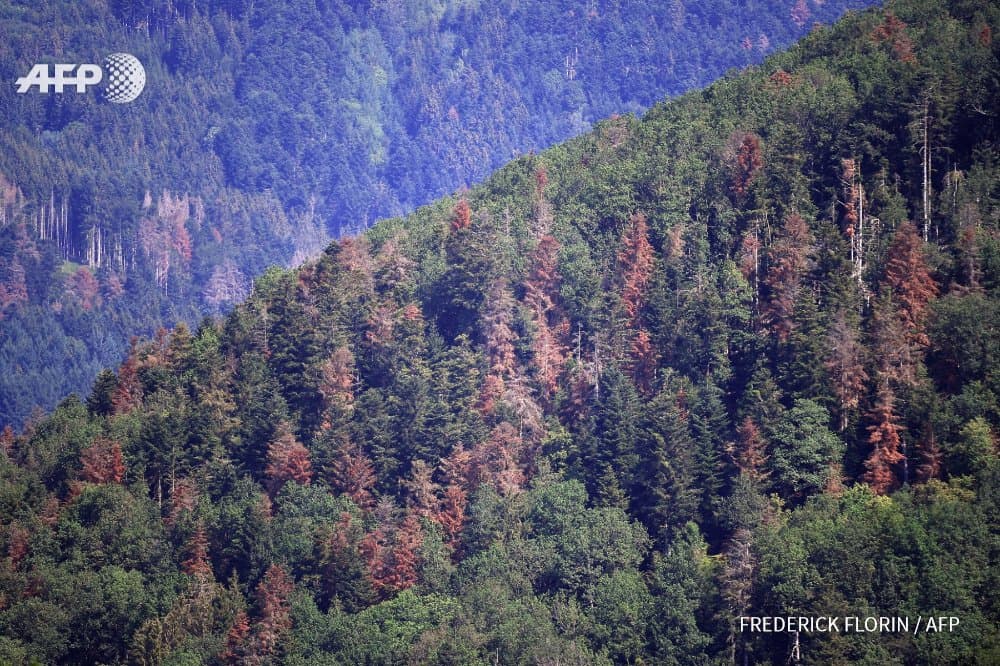 Image d'illustration pour Sécheresse et chaleur : Les forêts françaises dépérissent 