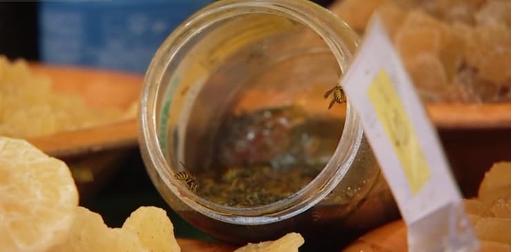 Image d'illustration pour La météo de 2020 responsable de l'invasion de guêpes en France