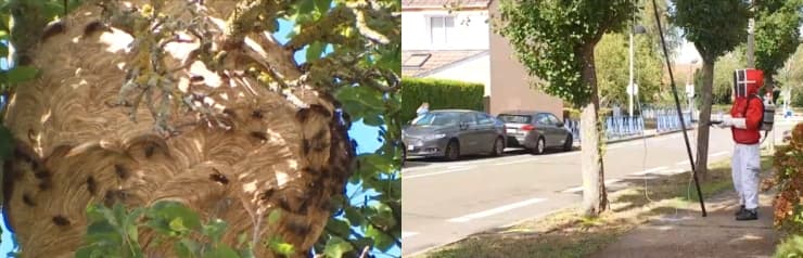 Image d'illustration pour La météo de 2020 responsable de l'invasion de guêpes en France