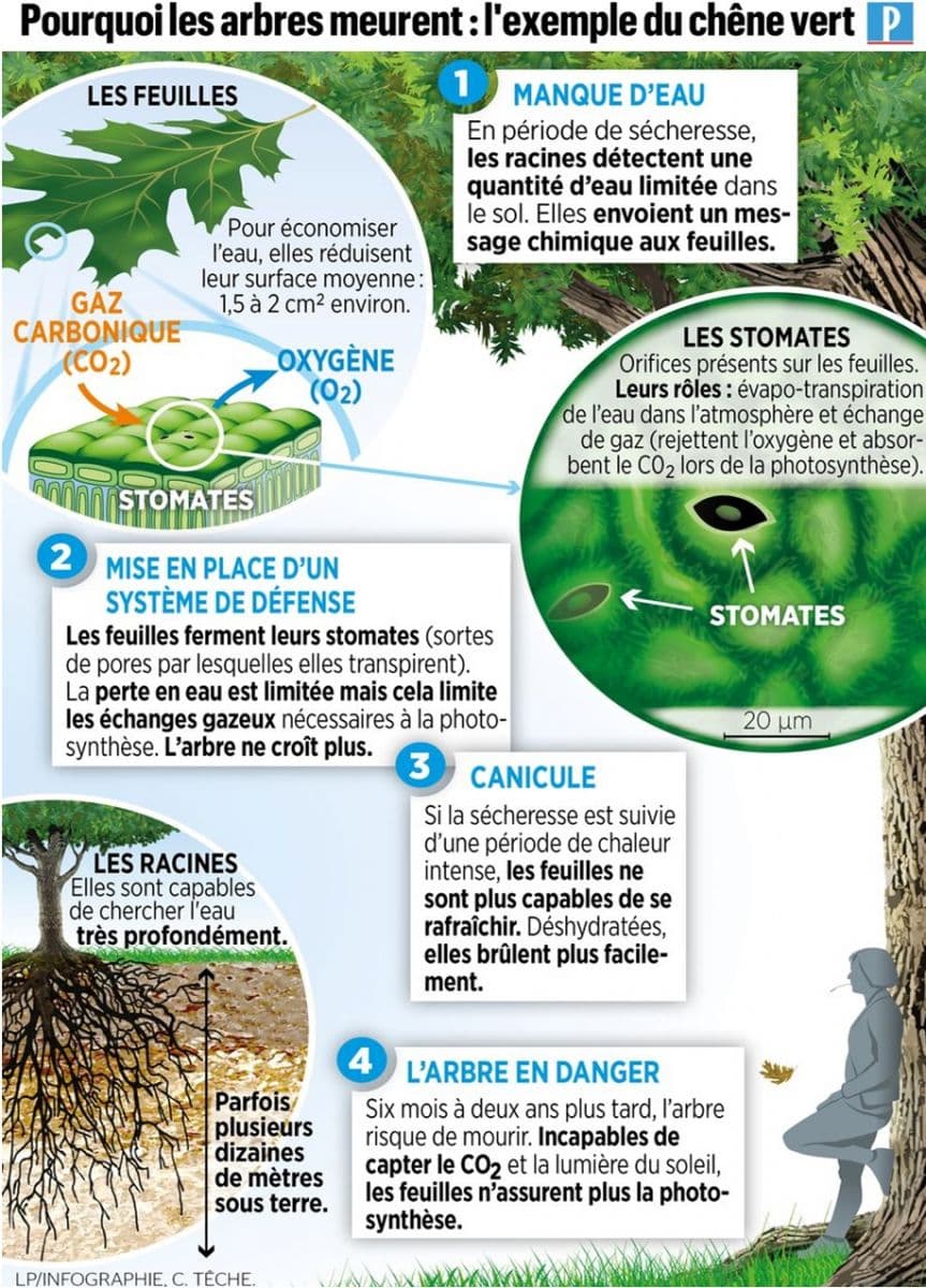 Image d'illustration pour Sécheresse et chaleur : Les forêts françaises dépérissent 