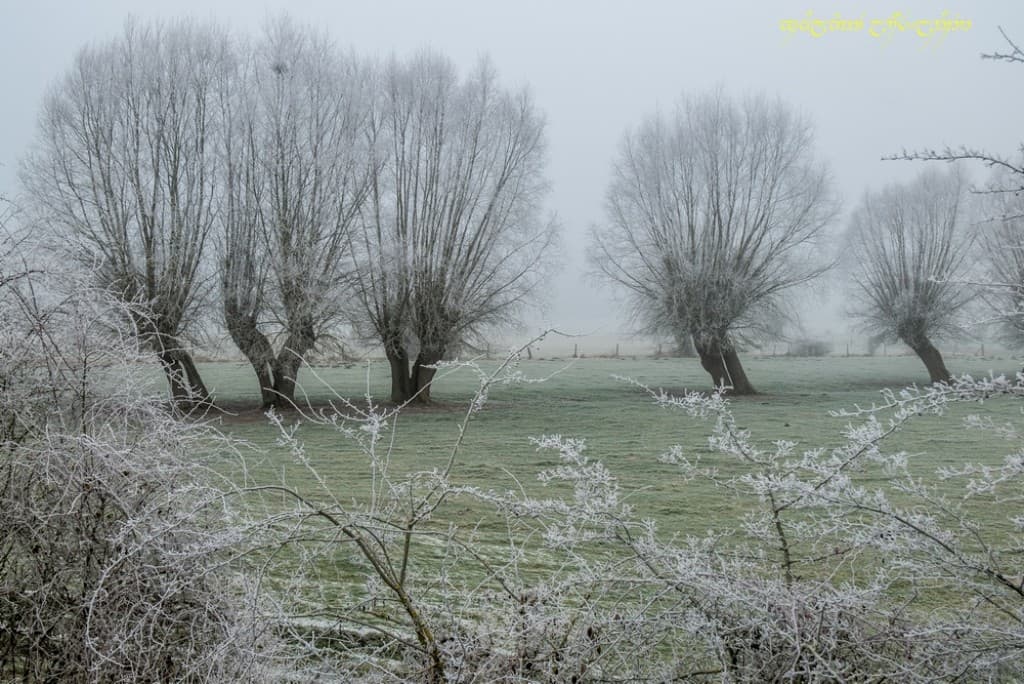 Bocage givré -I