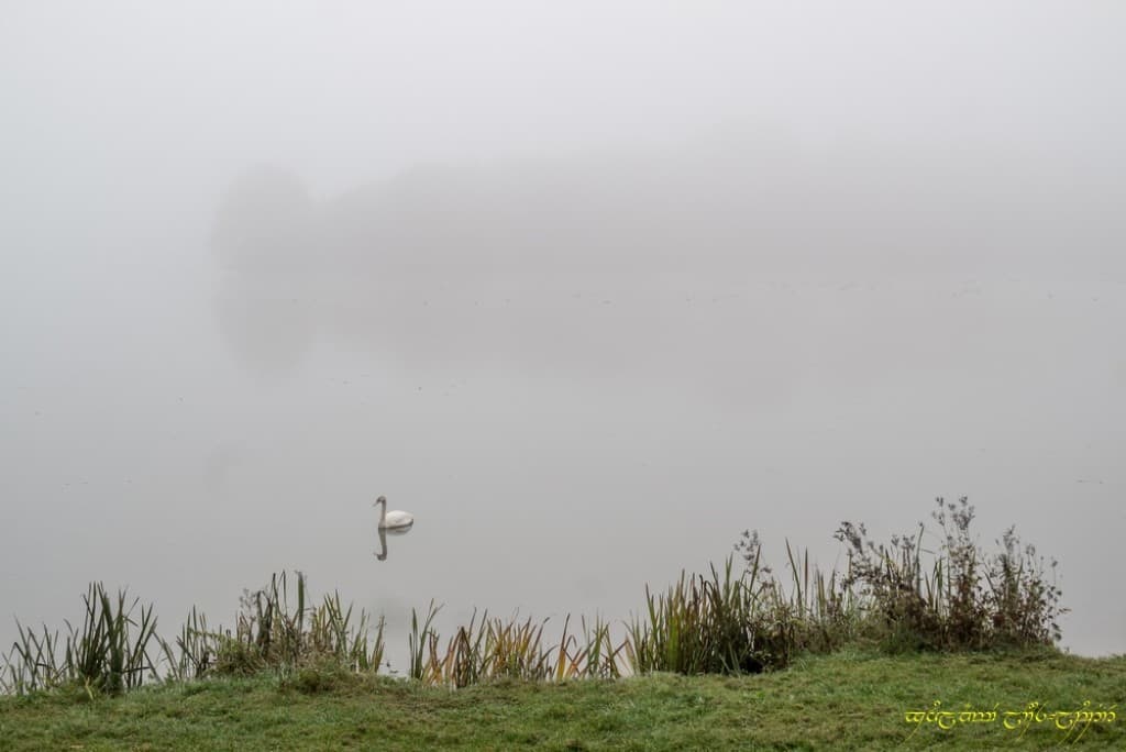 Cygne d'automne bis