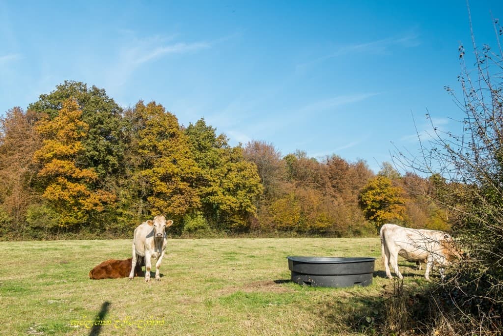 L'automne en Thiérache