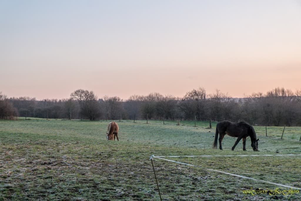 Au frais les chevaux