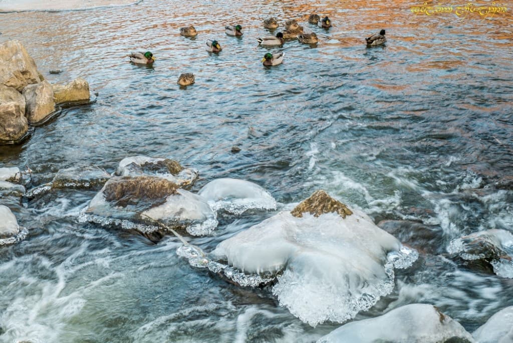 Fraîcheur de canard