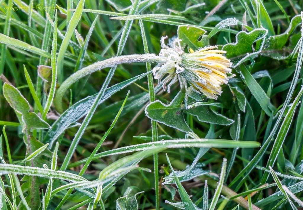 Givre en vallée