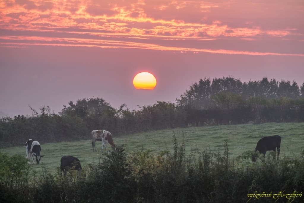 Rose lever (vu de plus "près")