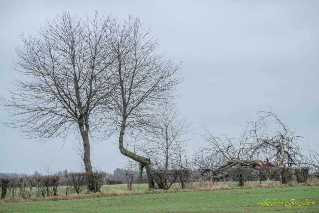 Petit arbre cassé