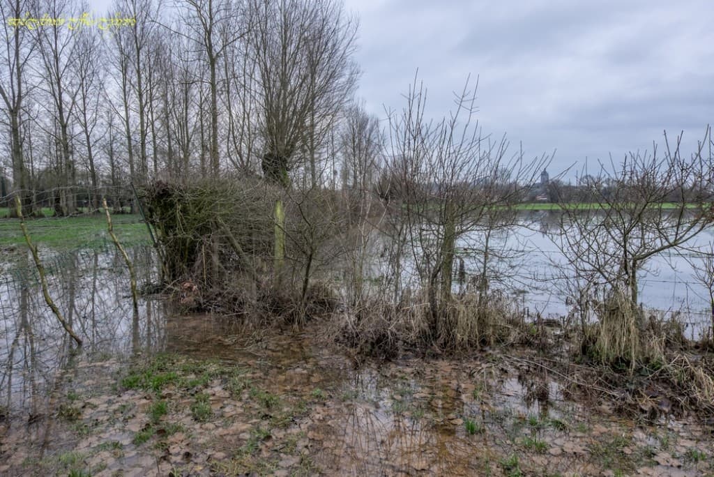 Prairie inondée sexies